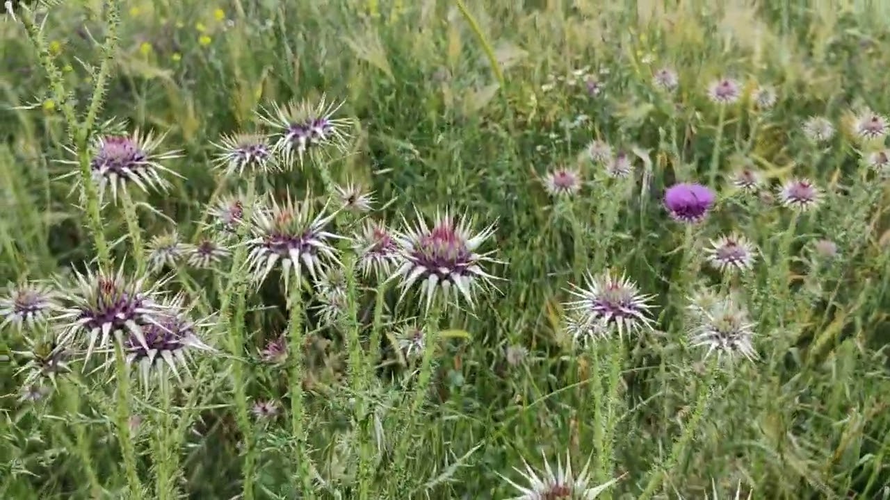 Deve Dikeni (Carduus nutans )