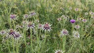 Deve Dikeni (Carduus nutans )