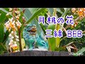【BEB】月桃の花/ 海勢頭豊 三線調弦BEB 工工四