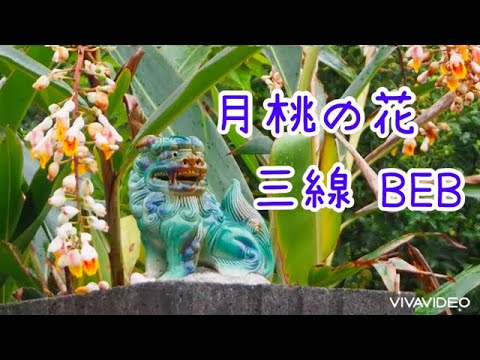 【BEB】月桃の花/ 海勢頭豊 三線調弦BEB 工工四