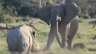 Носорог - Танк Рогоносец - Слон Бегемот Лев Против Носорога