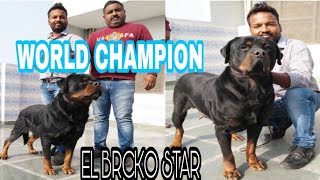 PRINCE TYAGI JI KA WORLD CHAMPION DOG EL BRCKO STAR.IN DELHI.