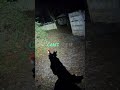 Night Vision Airsoft Ambush: Intense FPS Gameplay Reaction! #shorts