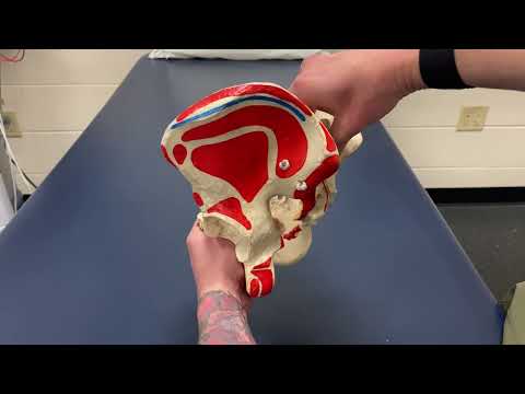 Sacral Nutation &