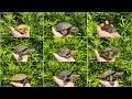 【100匹越え】我が家にいるカメの種類全て紹介します！！
