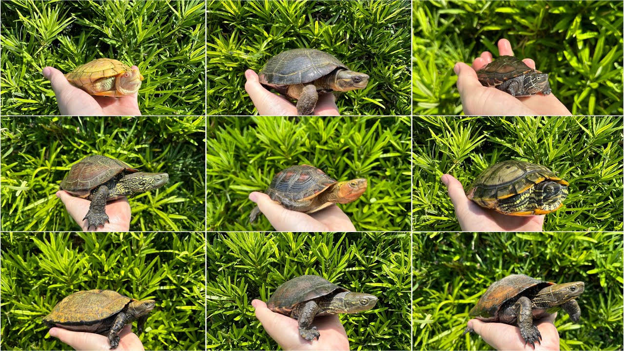 【100匹越え】我が家にいるカメの種類全て紹介します！！