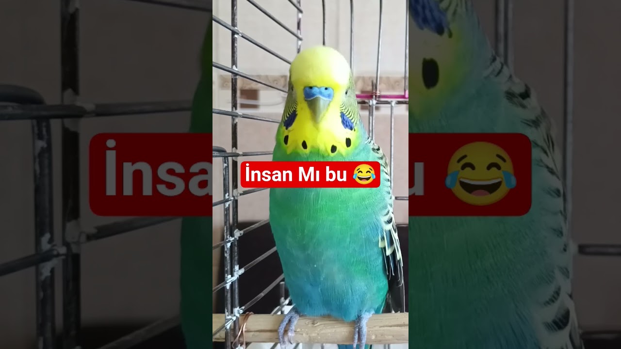 Muhabbet kuşu Konuşturma Eğitimi | AŞKIM , BALIM , ÖPÜCÜK , FISTIK KUŞUM  #muhabbetkuşu