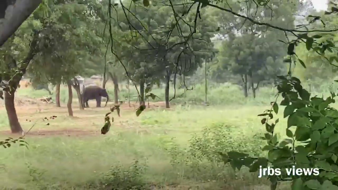 vandalur zoo elephant !!! jrbs views YouTube