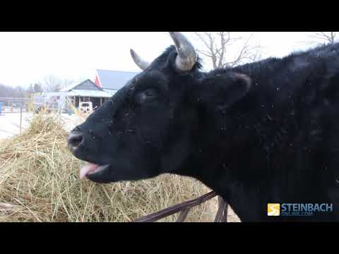 One of the World's Biggest Cows is From Southeast Manitoba