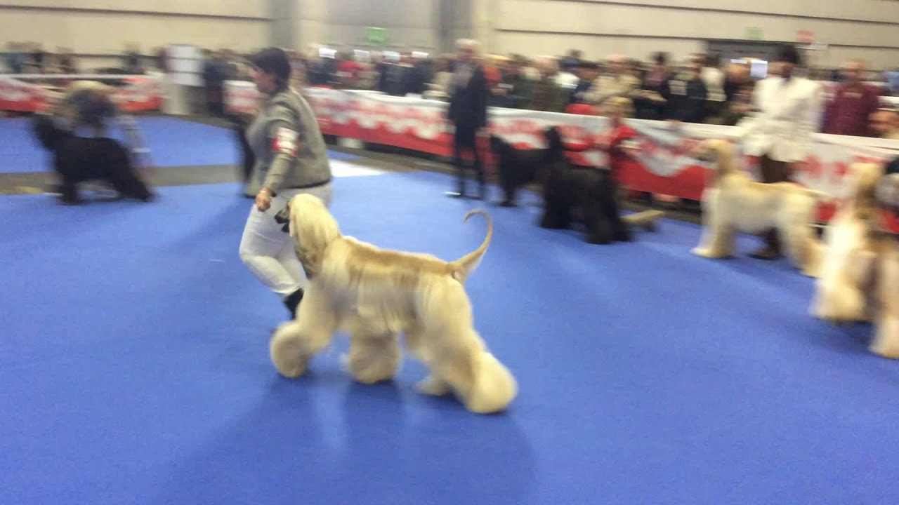 ABIERTA MACHOS GALGO AFGANO BILBAO 2015