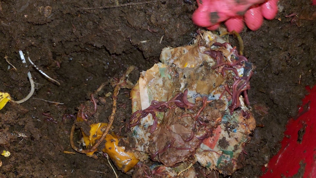 Mixed Worm Bin 3 Check-In & Feeding After 14 Days 11 July 2025 