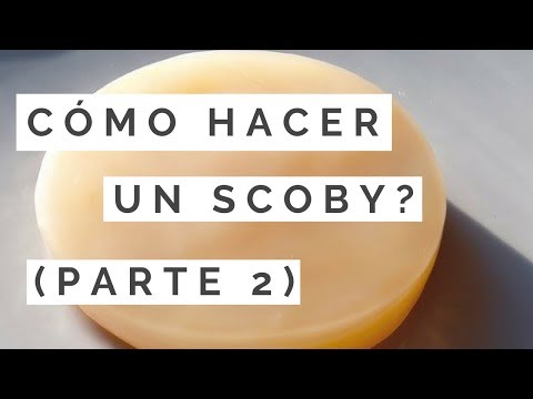 Vídeo: Los Científicos Estadounidenses Han Aprendido A Fabricar Cuero Con Kombucha - Vista Alternativa