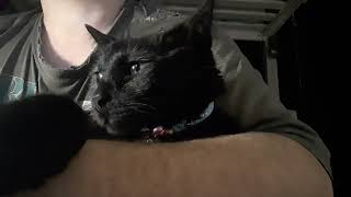 видео: КОТоотец и КОТосын картинка: КОТоотец и КОТосын