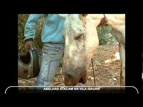 Ataque de abelhas mata cavalo no interior de SP