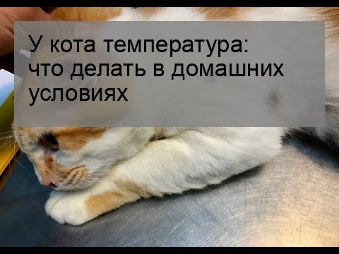 У кота температура: что делать в домашних условиях