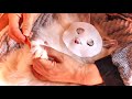 (Sub) 고양이 전용 에스테틱 피부관리실 ASMR 1탄(진심으로 안보면 손해)