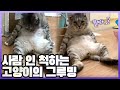 고양이 탈을 쓴 사람이 있다