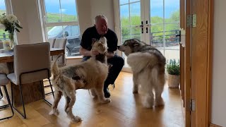 When They Realise Grandad's In The House! (Excited Dogs!!)