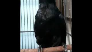 BURUNG JAGAL PAPUA BLACK GACOR