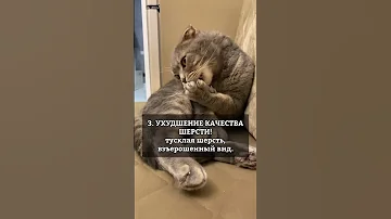 Болезни почек у кота. Ранние признаки!