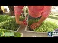 Microgreens