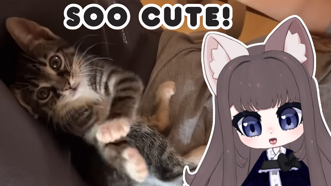 These cats are soo silly!  | Mittens Reacts to daily dose of internet