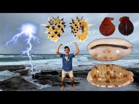 I FOUND A NEW RARE COWRY SEASHELL! 1/10,000 SHELL FIND + JACKPOT OF GIANT SHELLS FILLS MY SHELL BAG!