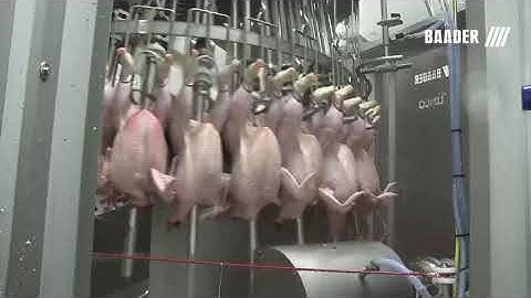 Baader high speed Evisceration