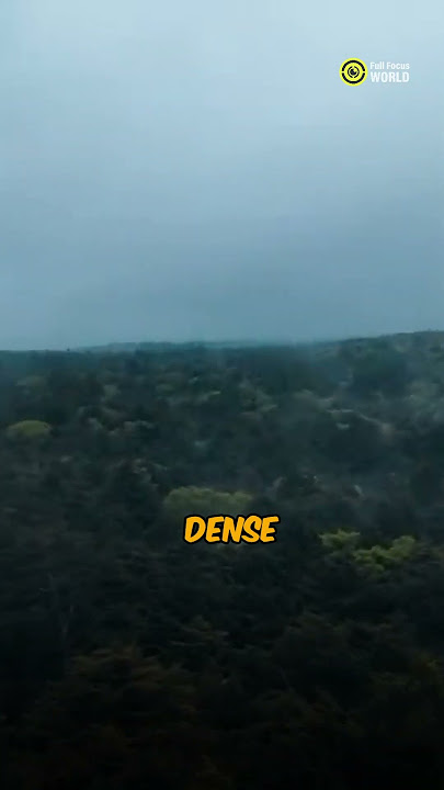 Most Mysterious Forest in the World!