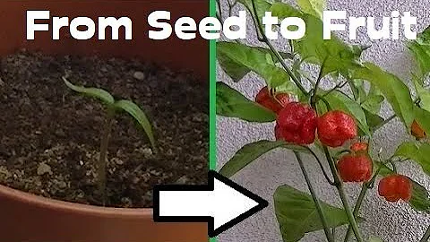 Is the Trinidad Scorpion natural?
