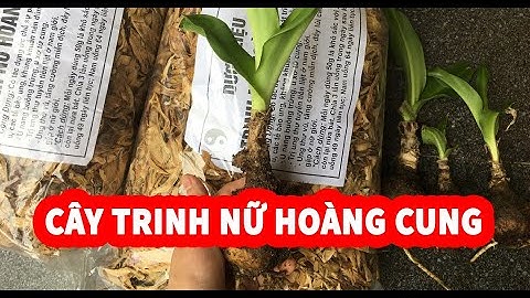 Cây Trinh Nữ Hoàng Cung và Mua Cây Trinh Nữ Hoàng Cung Lh: 0869145860