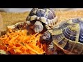 Средиземноморские черепахи уничтожают(едят) морковку.