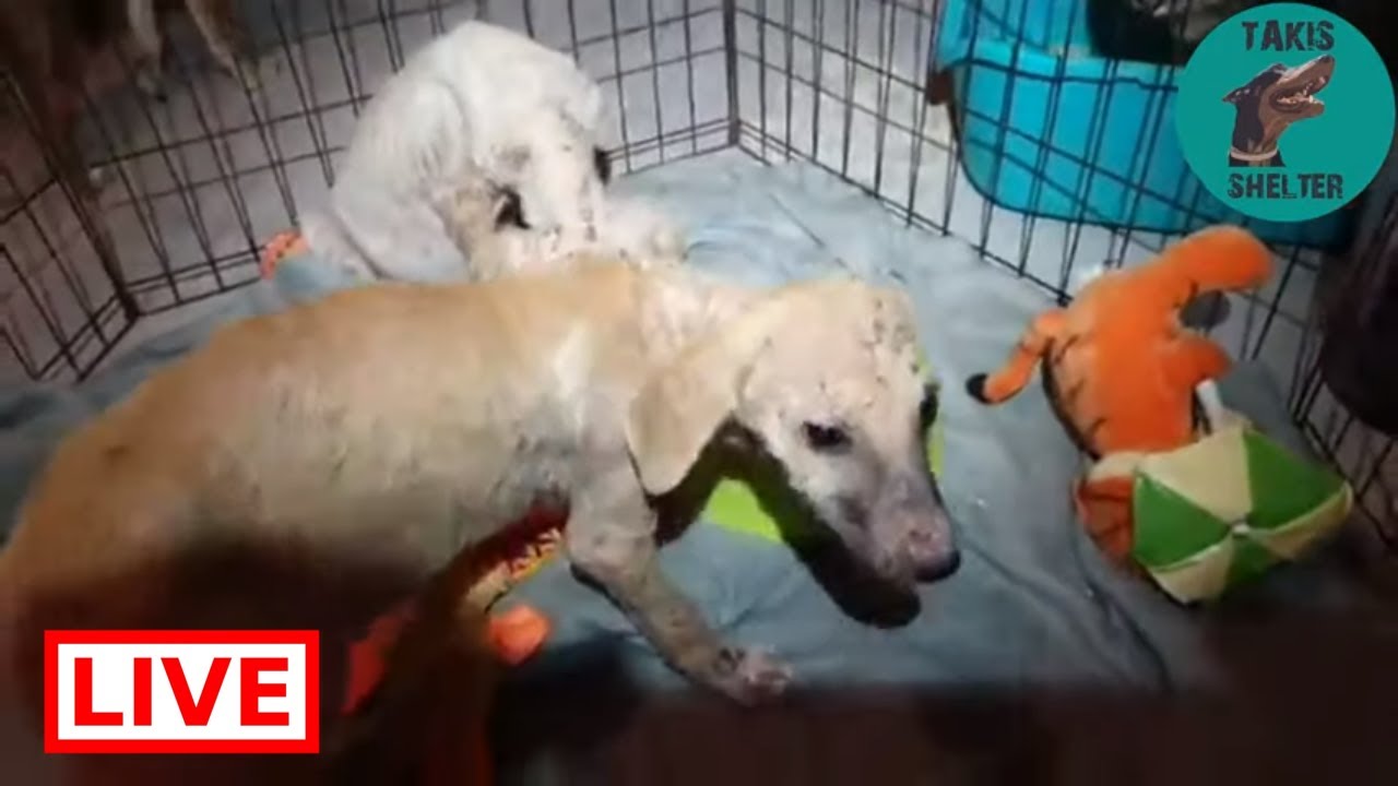 dog saved by dolphin Update on the two sick puppies - Takis Shelter