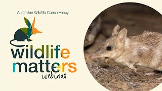 Native mammals are being returned to the Pilliga: A Wildlife Matters webinar with Dr Vicki Stokes