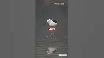🦩 The Black-Necked Stilt – The Elegant Wader with Bold Style! 🌊🔥