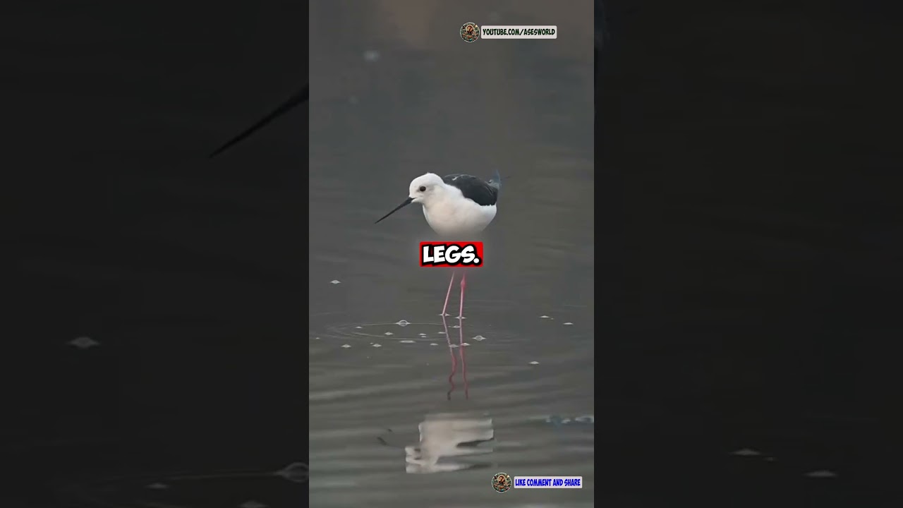 🦩 The Black-Necked Stilt – The Elegant Wader with Bold Style! 🌊🔥
