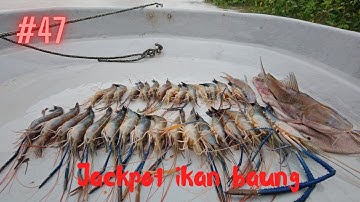 Dapat Bonus Ikan Baung || Mancing Udang Galah Di Sungai Teluk Intan Perak