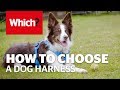 How to choose a dog harness