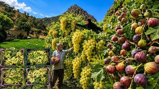 Viață nomadă departe de civilizație | Recoltarea strugurilor de smochine sălbatice în Munții Zagros