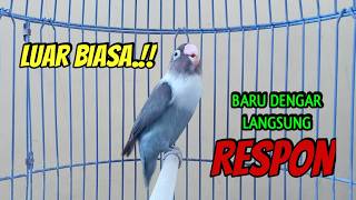 DI AWALI SUARA Memanggil Kawan, Lovebird Ngekek Panjang Memancing BUNYI, DENGAR  Langsung NYAUT