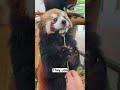 The Cutest Animal You’ve Never Heard Of