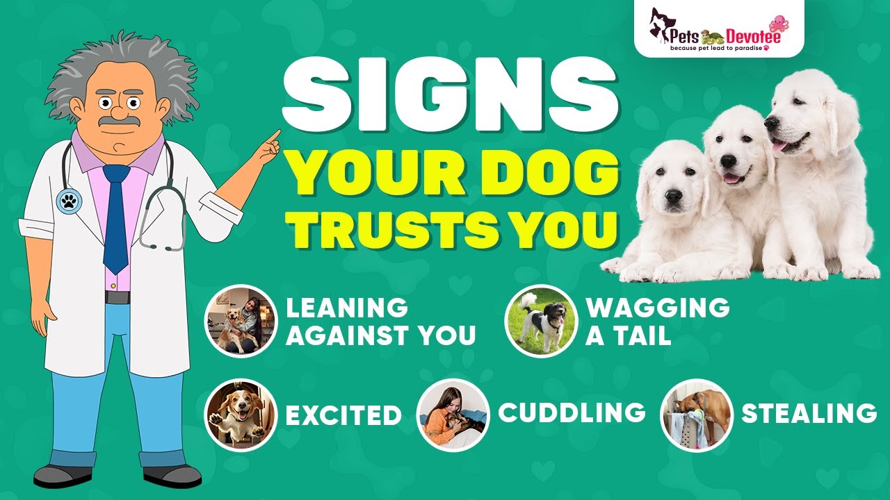 How To Know Your Pet Dog Trusts You? These 5 Signs Will Tell You So ...