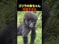 ゴリラの赤ちゃんが可愛すぎる