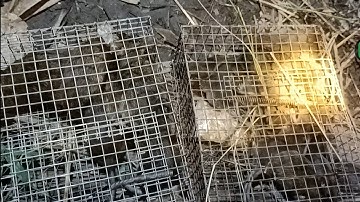 Trải nghiệm bẫy chuột đồng về đêm, bất ngờ trúng mánh hàng chụt kí chuột, quá khứ, quá mê 