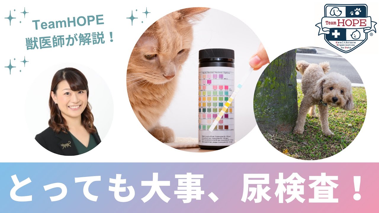 サッとわかる! 犬と猫の尿・糞便検査 獣医師・愛玩動物看護師のための実践ガイド 新刊 サッとわかる犬と猫の尿・糞便検査 獣医師愛玩動物看護師のための
