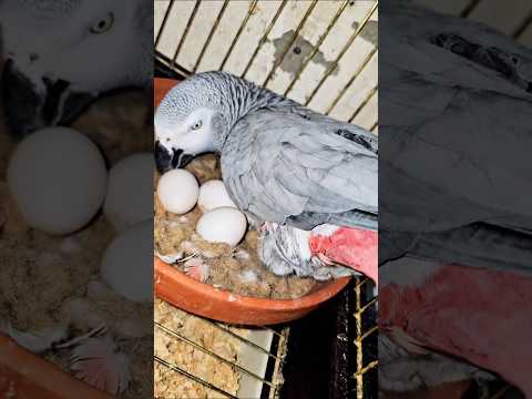 ببغاء كاسكو يبيض داخل السلاكة  اكسبلور  طيور     