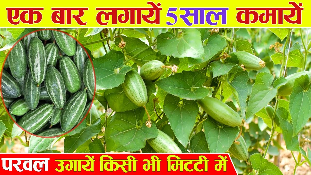 Заработайте сотни тысяч, выращивая парвал. Посадите один раз и зарабатывайте 5 лет.