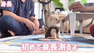 小さすぎる 子犬の身体測定 ティーカップぽめらにあん Youtube