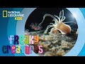 Sea Nettle Jellyfish Facts