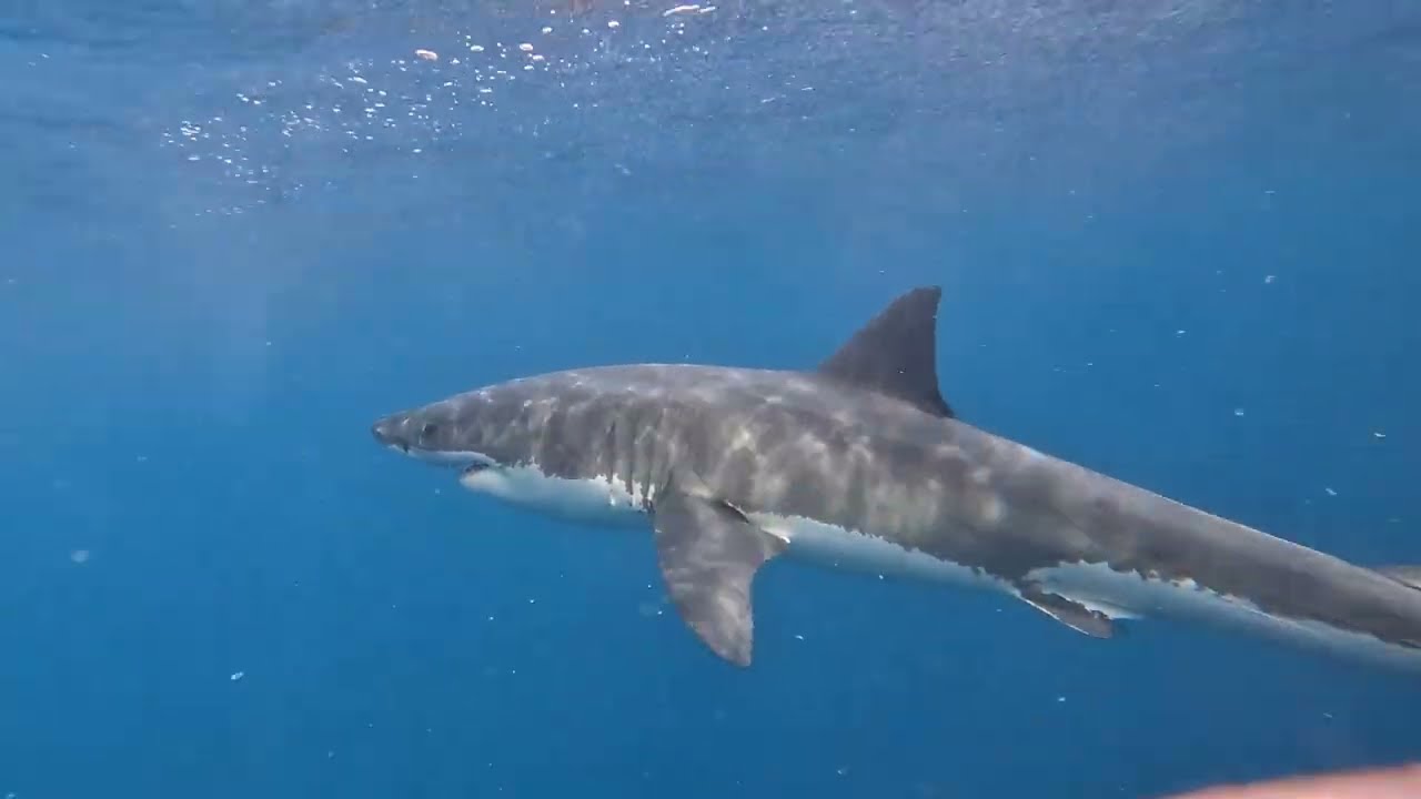 Shark cage diving - 9th February 2026 - Video 2